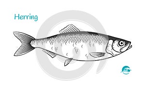 Herring hand-drawn illustration