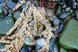 Herring Roe clinging to sea grass, washed up on the rocky shore
