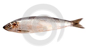 Herring with scales