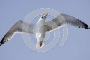 Herring Seagull