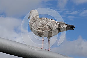 Herring seagull standing vigilantly on beam looking out with blue cloudy sky overhead