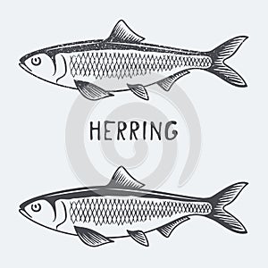 Herring vector illustration