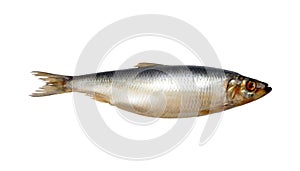 Herring On White