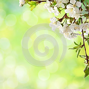 ÃÂ¡herry blossom