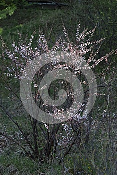 ?herry blossom in spring time on the branch of a tree