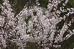 ?herry blossom in spring time on the branch of a tree