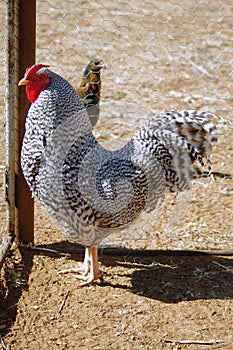 Hertiage Pure Bred Show Dominique Rooster