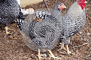 Hertiage Pure Bred Show Dominique Rooster and Hen photo