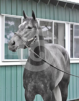 Herwaze a Filly by Cross Traffic