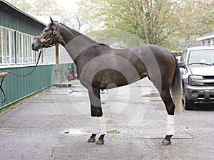 Herwaze a Filly by Cross Traffic