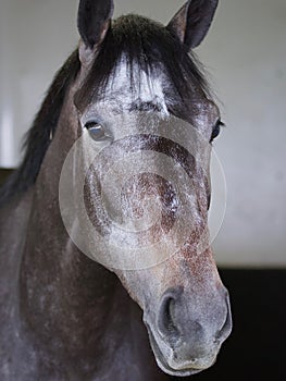 Herwaze a Gray Stunning Filly by Cross Traffic