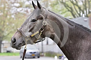 Herwaze Posing on the Backstretch at Belmont Park