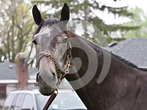 Herwaze a Stunning Gray Filly by Cross Traffic