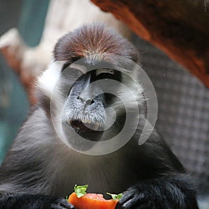 Hes hungry philly zoo