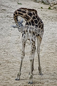 Hesitating giraffe