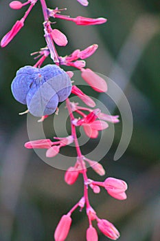 Hesperaloe parviflora photo