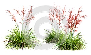 Hesperaloe parviflora plant isolated on white background. 3D render. photo