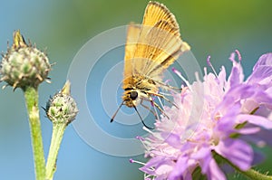 Hesperia comma - butterfly photo