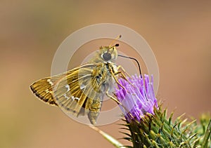 Hesperia comma , the silver spotted skipper butterfly , butterflies of Iran