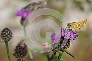hesperia comma, small moth on a purple flower photo