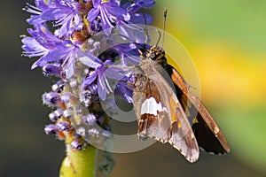 Hesperia leonardus, the Leonard`s skipper butterfly perches on a purple flower close up in Pinery Provincial Park, Ontario, Canad photo