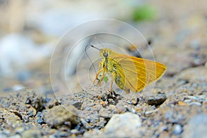 Hesperiidae butterfly