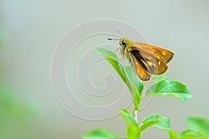 Hesperiidae butterfly