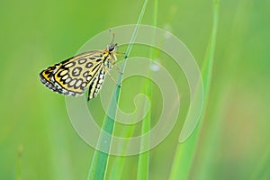 hesperiidae butterfly