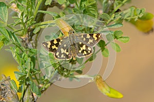 Hesperiidae butterfly