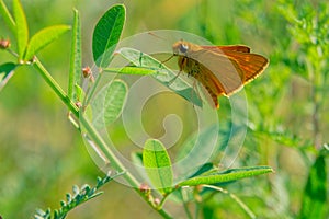 Hesperiidae butterfly