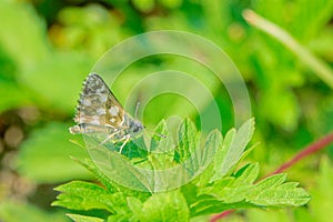 Hesperiidae butterfly