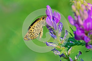 Hesperiidae butterfly