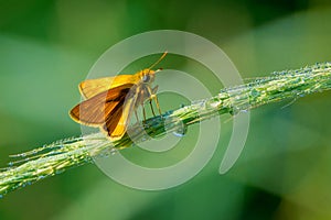 Hesperiidae butterfly