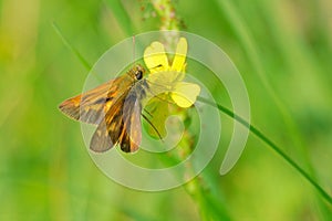 Hesperiidae butterfly