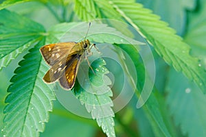 Hesperiidae butterfly