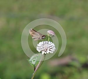 Hesperiidae family skipper butterfly feeding