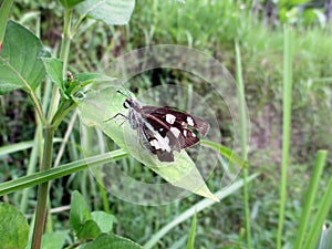 Hesperiidae on the leaves