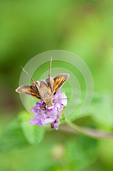 Hesperiidae Skipper Butterfly on Pale Purple Flowers