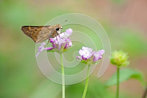 Hesperiidae Skipper Butterfly on Pale Purple Flowers