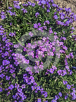 Violet flower Ã¢â¬â Hesperis matronalis Dame`s Rocket: Minnesota Wildflowers