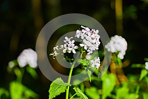 Hesperis matronalis in a forest. Austrian Alps.