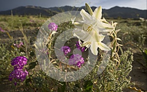 Hesperocallis Undulata