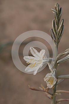 HESPEROCALLIS UNDULATA - TWENTYNINE PALMS - 041720 C