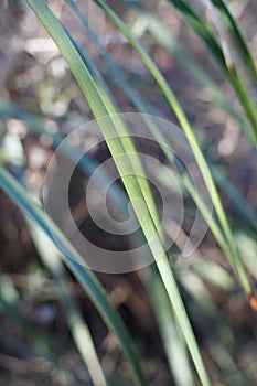HESPEROYUCCA WHIPPLEI LEAF - TOPANGA SP - 012121 D photo