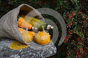 Hessian sack overflowing with orange and green warty gourds
