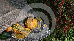 Hessian sack of unusual warty orange and green gourds