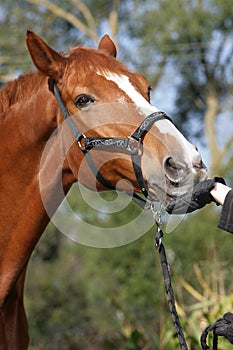 Hessian warmblood horse