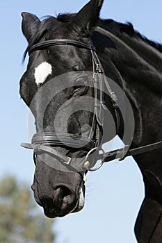 Hessian warmblood horse photo