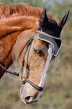 Hessian warmblood horse photo