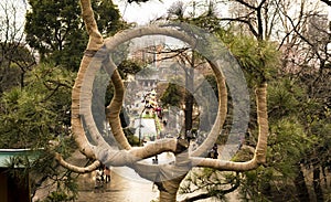 Hessian wrapped branches of traditional trained pine tree, Tokyo